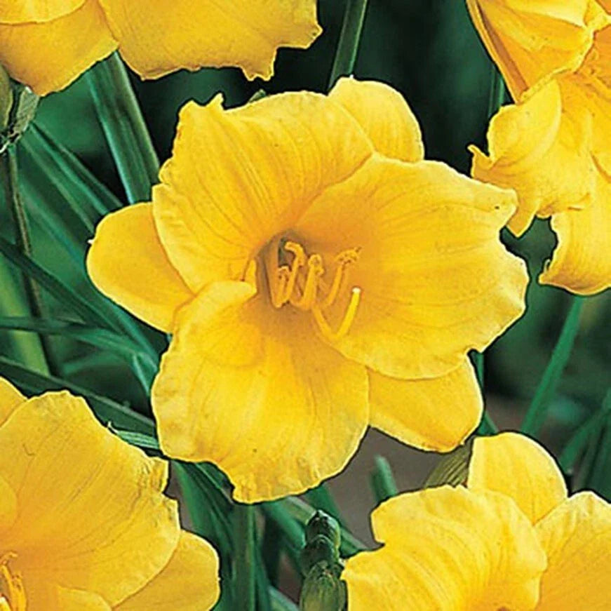 Daylily Plant 6-12" Yellow Stella de Oro Hemerocallis Live Rooted Flower Bush - Longest-Blooming Dwarf Perennial