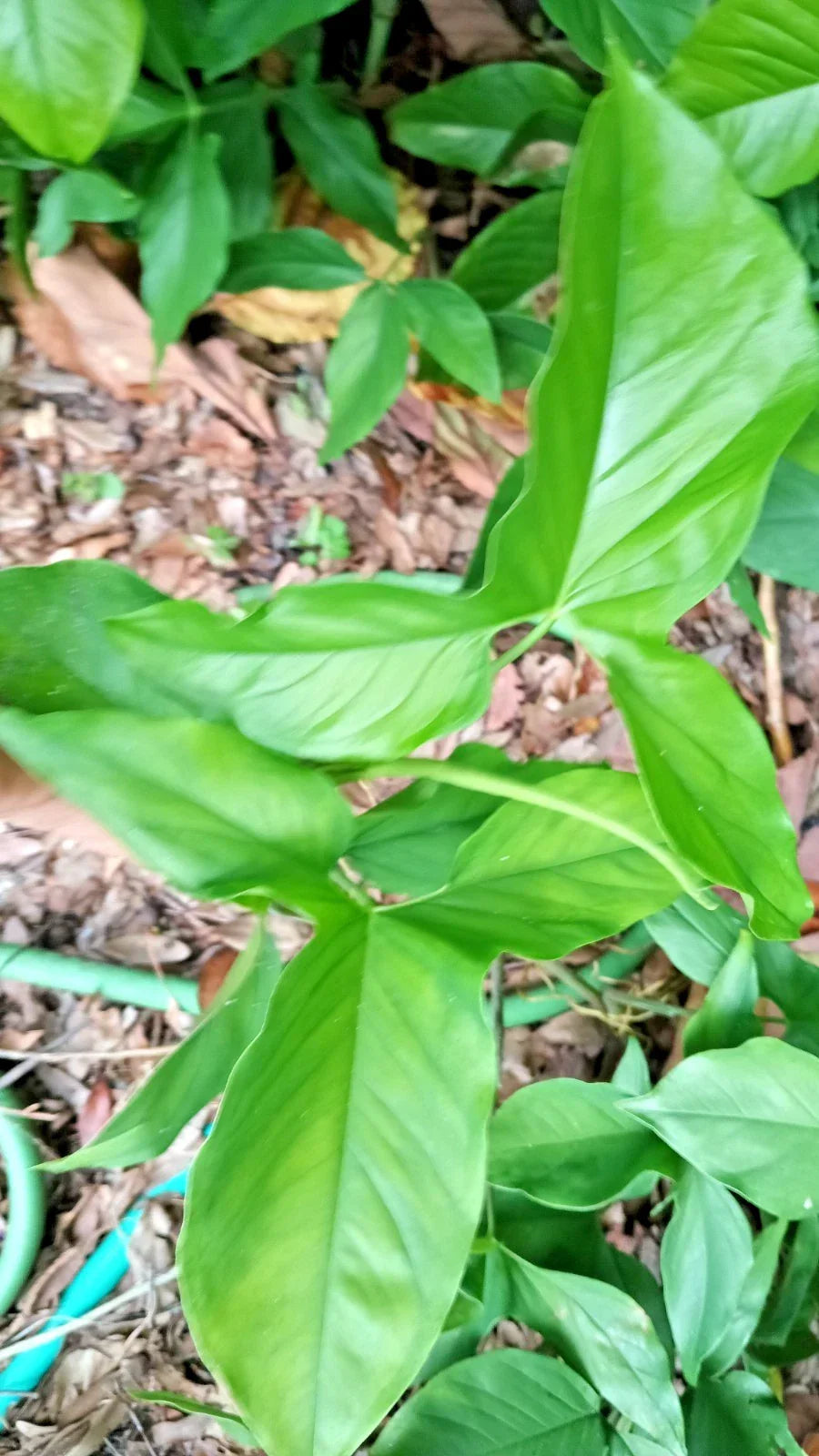 Rooted Live Arrowhead Plant Starter - Syngonium Podophyllum - Easy-Care Air Purifying Houseplant - Bare Root