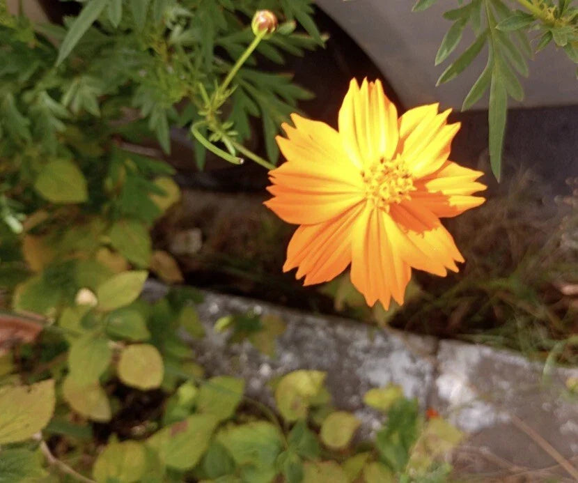 Cosmos Sulphur Seeds - 400+ Count - Bright Lights Edible Flowers - Attracts Hummingbirds & Butterflies - Cosmos sulphureus