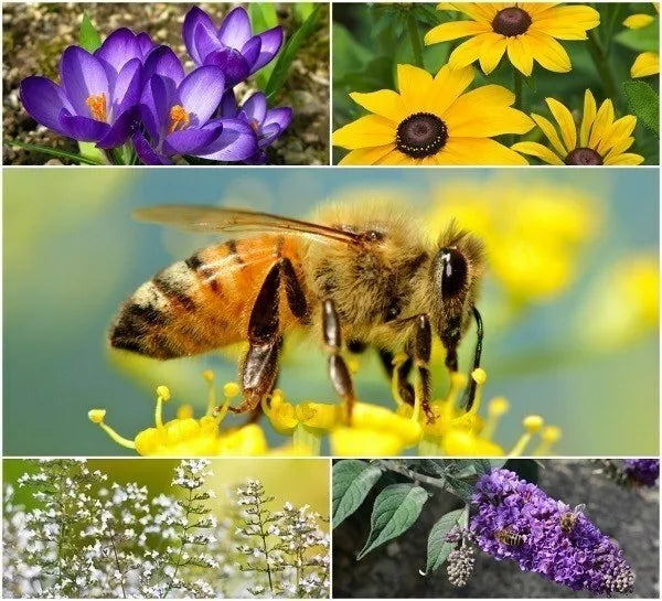 Perennial Pollinator Seeds Bundle - Wildflower Mix for Bees & Butterflies - Various Species - Eco-Friendly Non-GMO Seeds