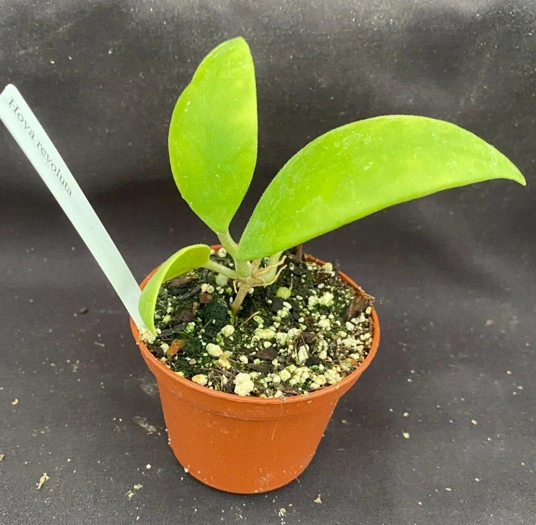 Rare Hoya Revoluta Rooted Plant 2.5" Pot - Unique Waxy Foliage, Easy Care Indoor Plant, Hoya revoluta