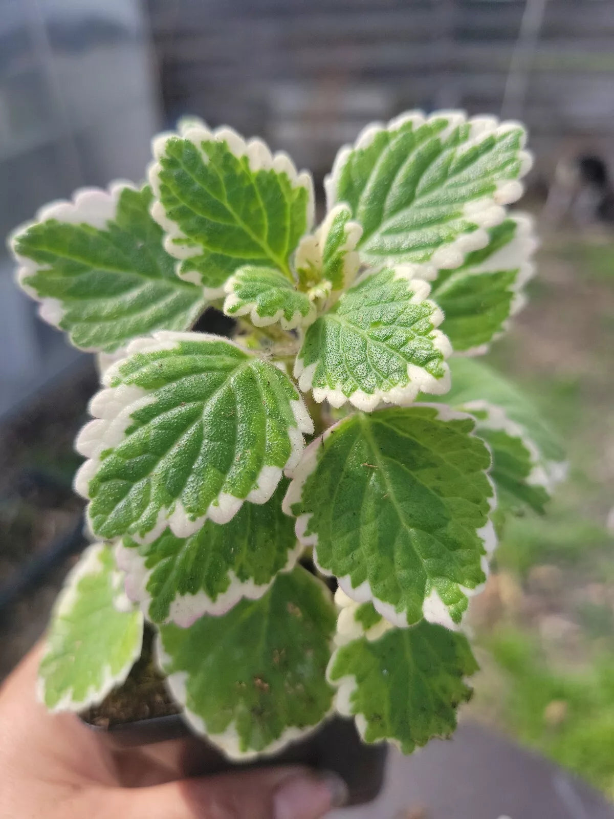Swedish Ivy Starter Plant - Green & White Variegated - Plectranthus verticillatus - Indoor Houseplant - Low Maintenance Decor
