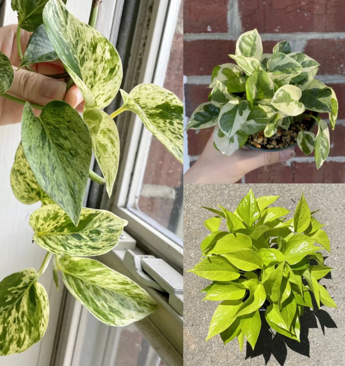 Pothos Ivy Cuttings Combo - 6 Indoor Cuttings: Marble Queen, Lemon/Neon, N'Joy (Epipremnum aureum) - Easy Care Houseplants