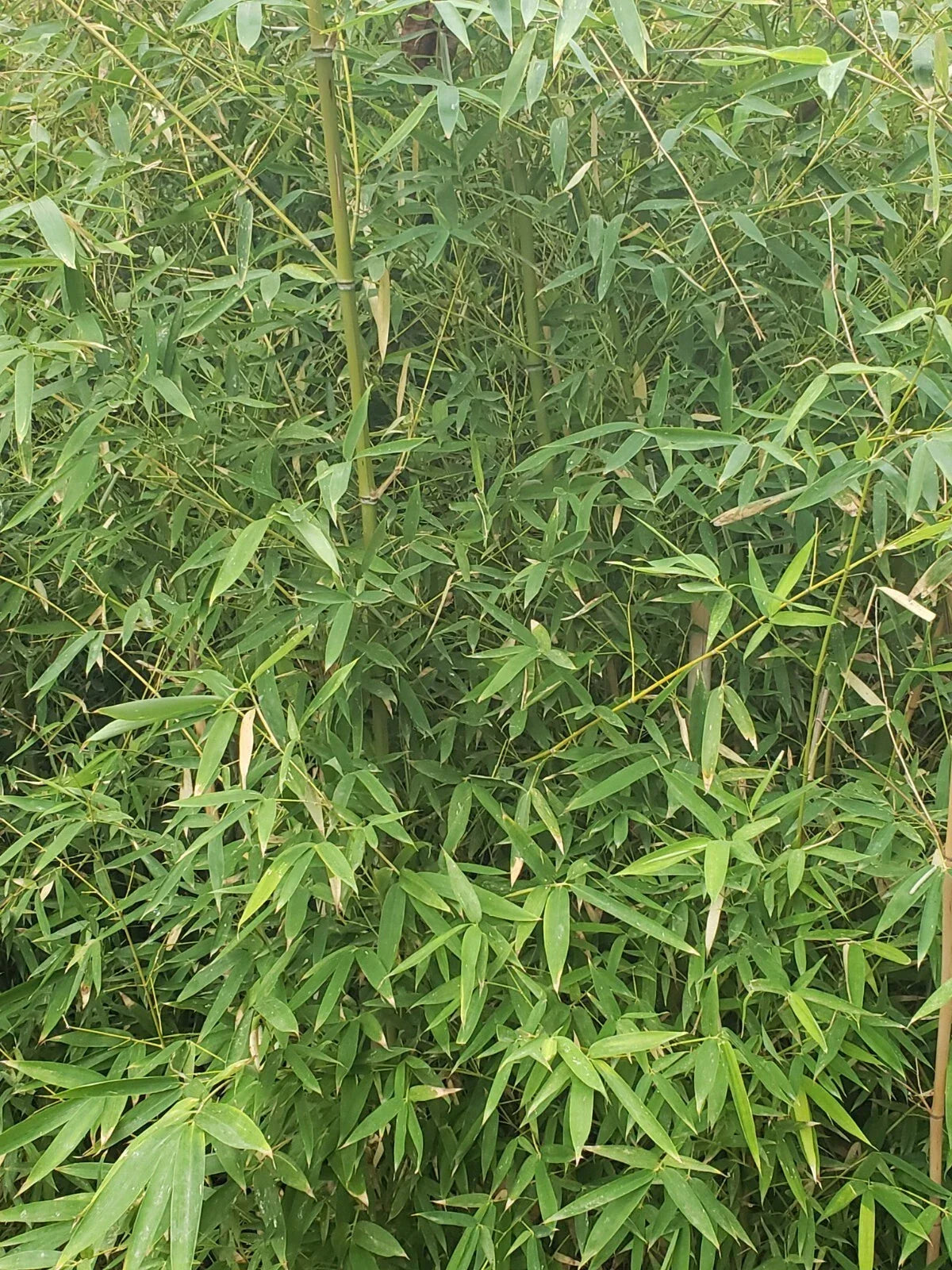 Live Bamboo Roots for Landscaping and Erosion Control - Bambusoideae - Ideal for Privacy Fencing and Garden Projects