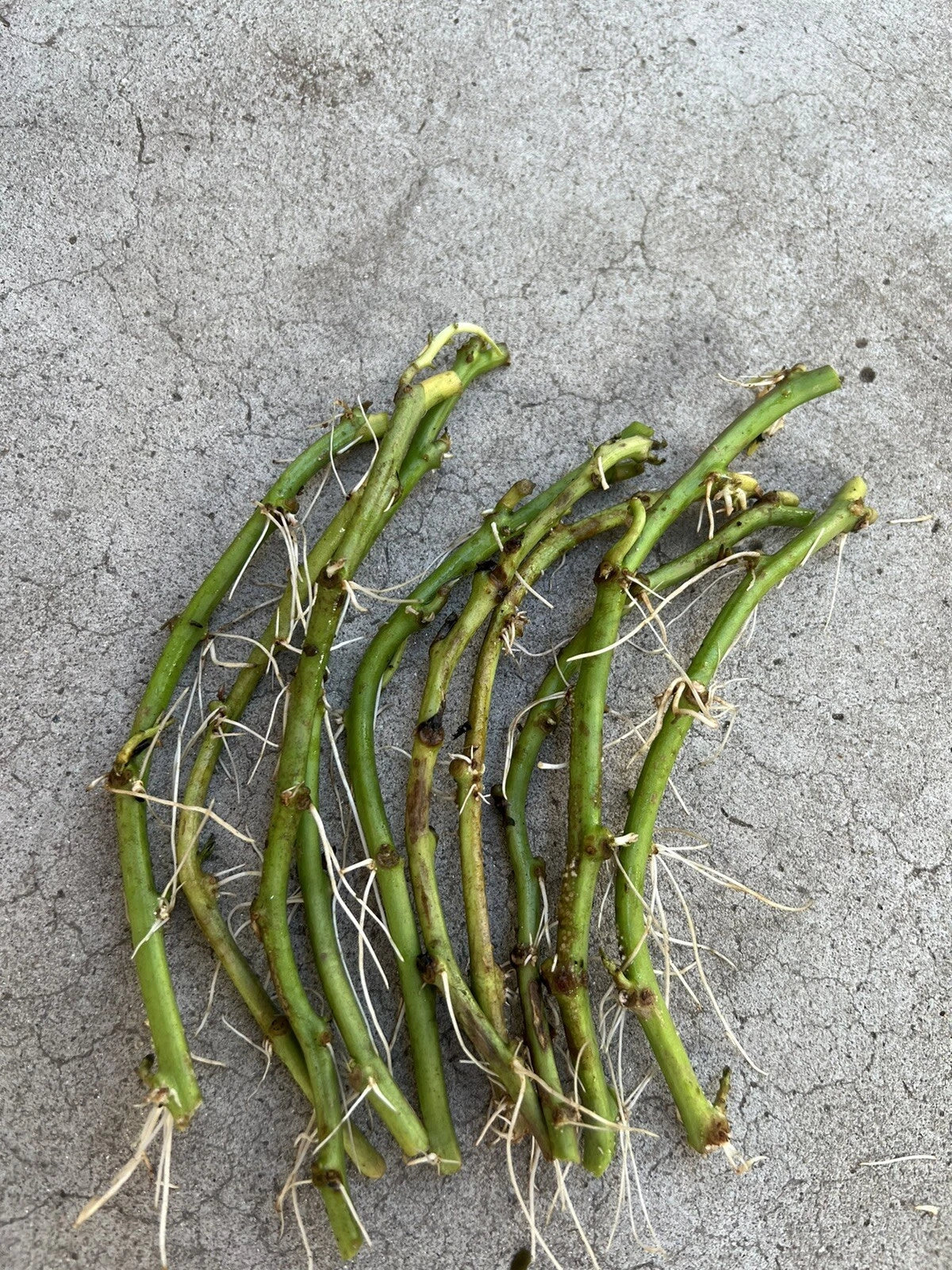 Rooted Sweet Potato Slips - 10 Cuttings for Planting - Ipomoea batatas - Non-GMO Garden Vines