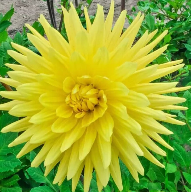 Dahlia Bulb Tuber Live Plant Gelber Vulcan Yellow Double Spiky Cactus Dahlia pinnata