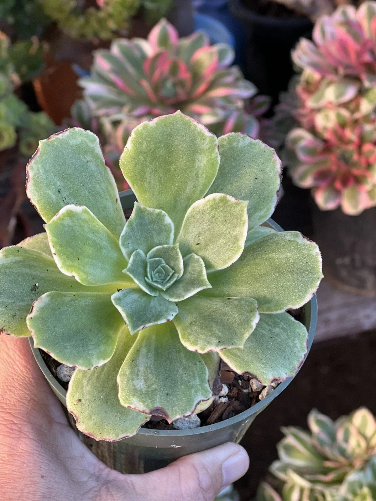 Aeonium Orion Succulent Plant in 4 Inch Pot - Green Leaves with Burgundy Tips - Aeonium arboreum 'Orion' - Drought Tolerant Houseplant