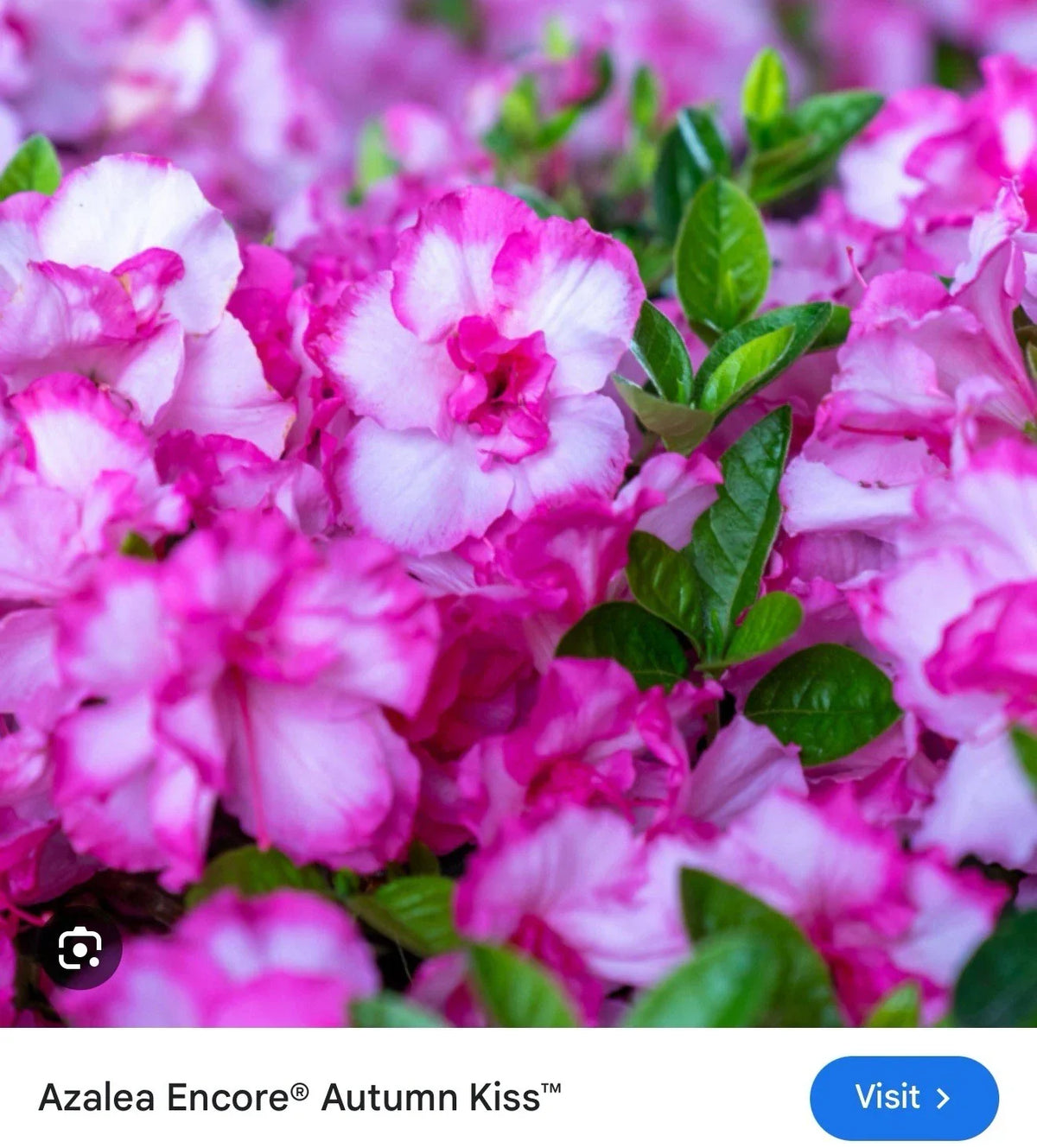 Encore Autumn Kiss Azalea Starter Plant - 1-Gallon Pot - Vibrant Pink Blooms - Rhododendron 'Autumn Kiss' - Deciduous, Drought-Tolerant