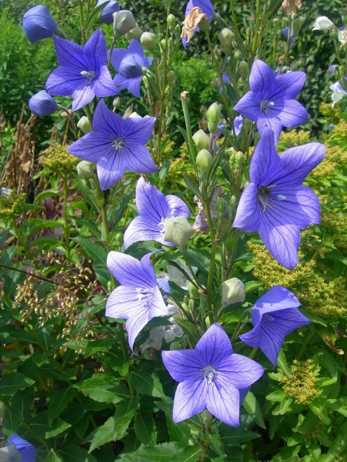 Balloon Flower Seeds, Non-GMO, Toraji Variety, Platycodon Grandiflorus, Blue Flower, Easy to Grow, Tracking Included