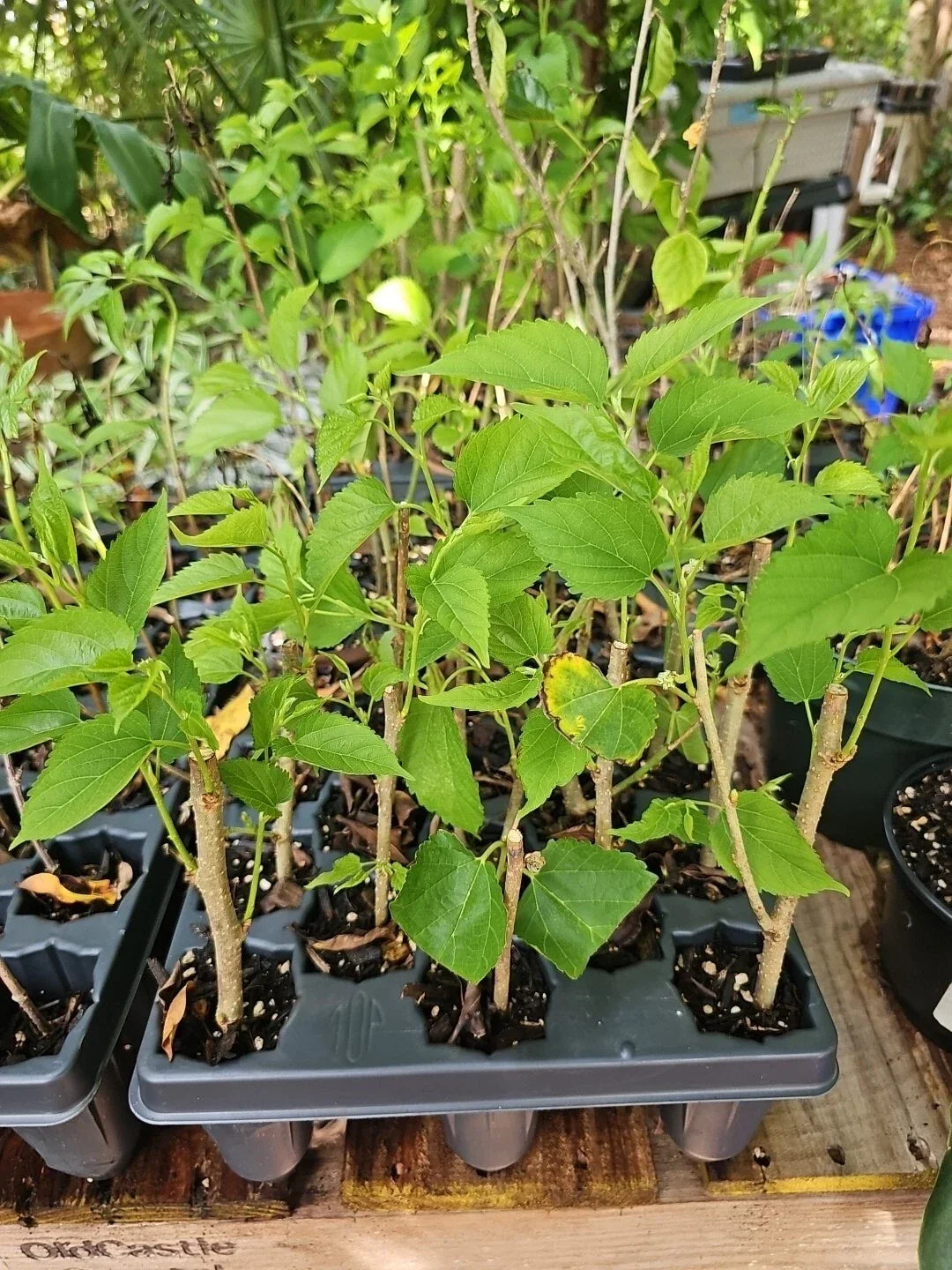Dwarf Black Mulberry Live Plant - Organic Morus nigra Everbearing Fruit Plant for Pots, Sweet Berries, Well-Rooted