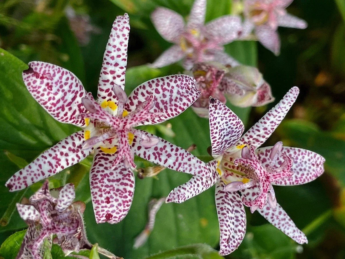 Live Tricyrtis 'Sinonome' Starter Plant | Japanese Toad Lily | Shade Perennial with Orchid-Like White-Purple Blooms