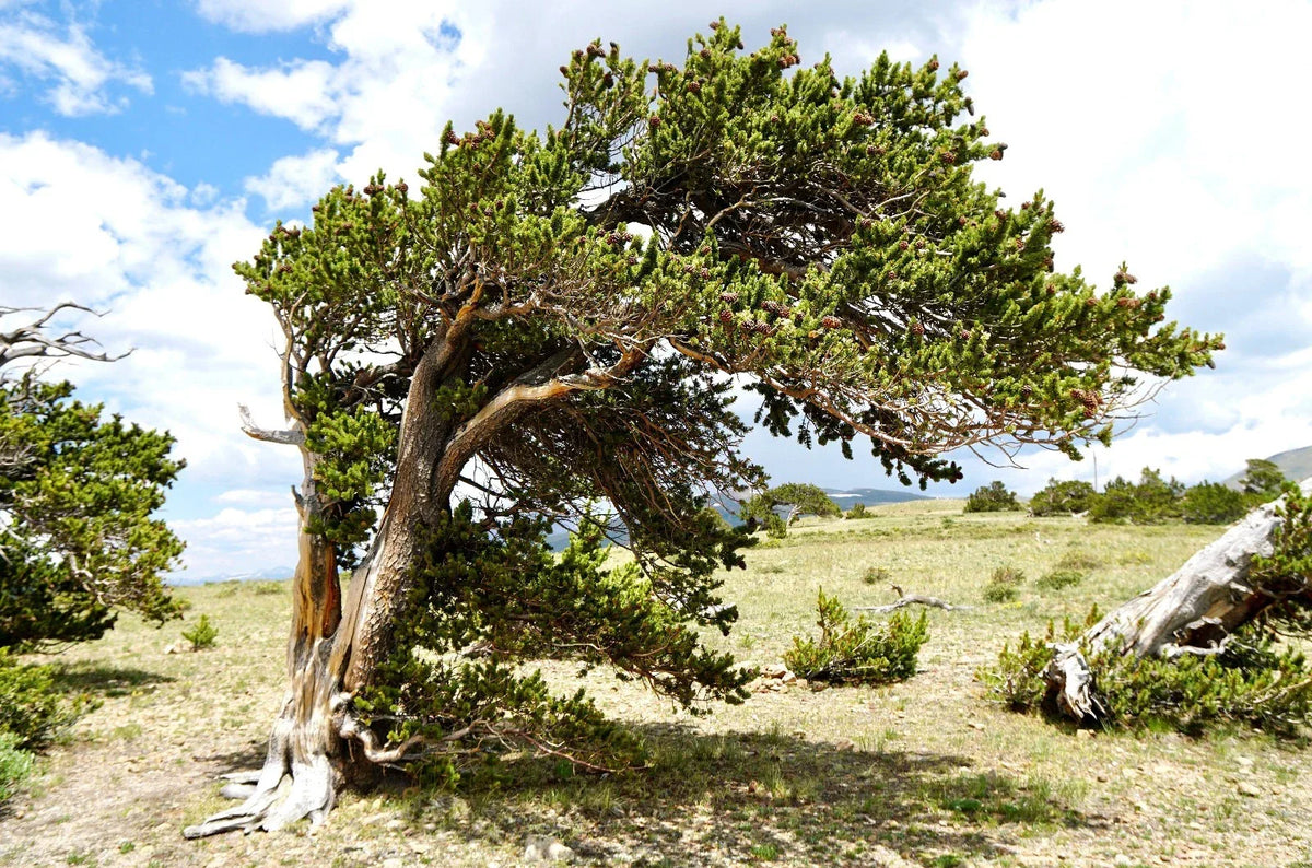 Bristlecone Pine Seedling 2-Year-Old Bare Root Bonsai Tree Pinus aristata Cold-Hardy Conifer for Landscape Planting