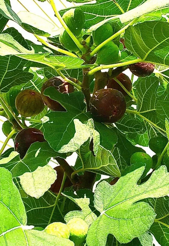 Hardy Chicago Fig Tree Cuttings Set of 3 Unrooted Ficus Carica for Propagation - Cold Hardy Fig Variety