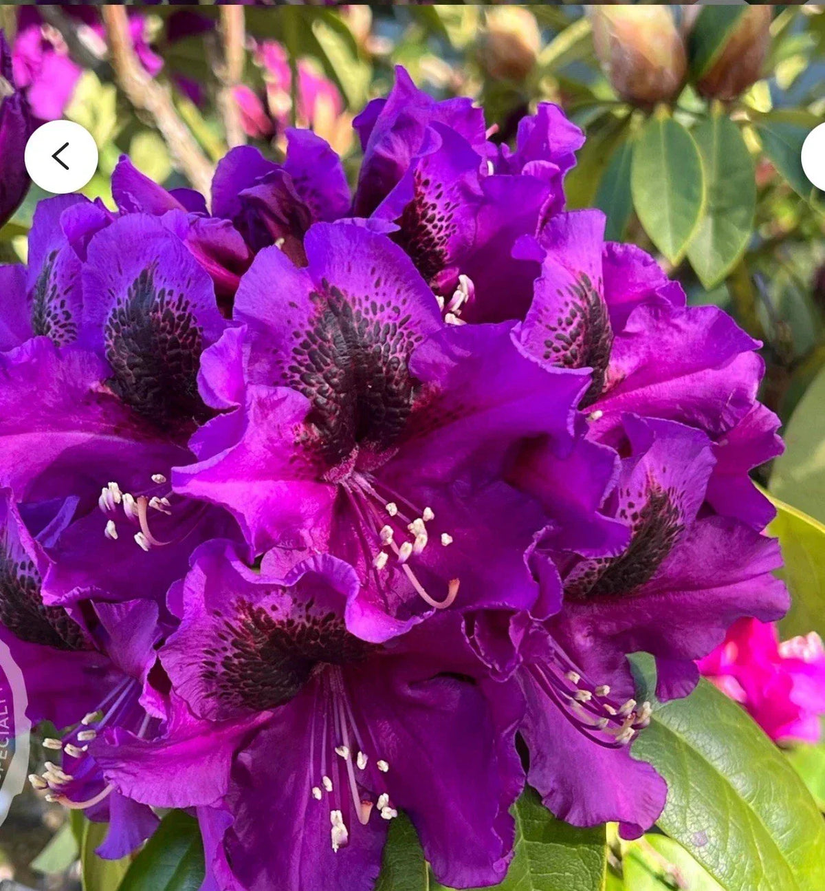Rhododendron Starter Plant - 4-Inch Pot - Florence Parks - Rare Variety - Rhododendron 'Florence Parks' - Well-Rooted