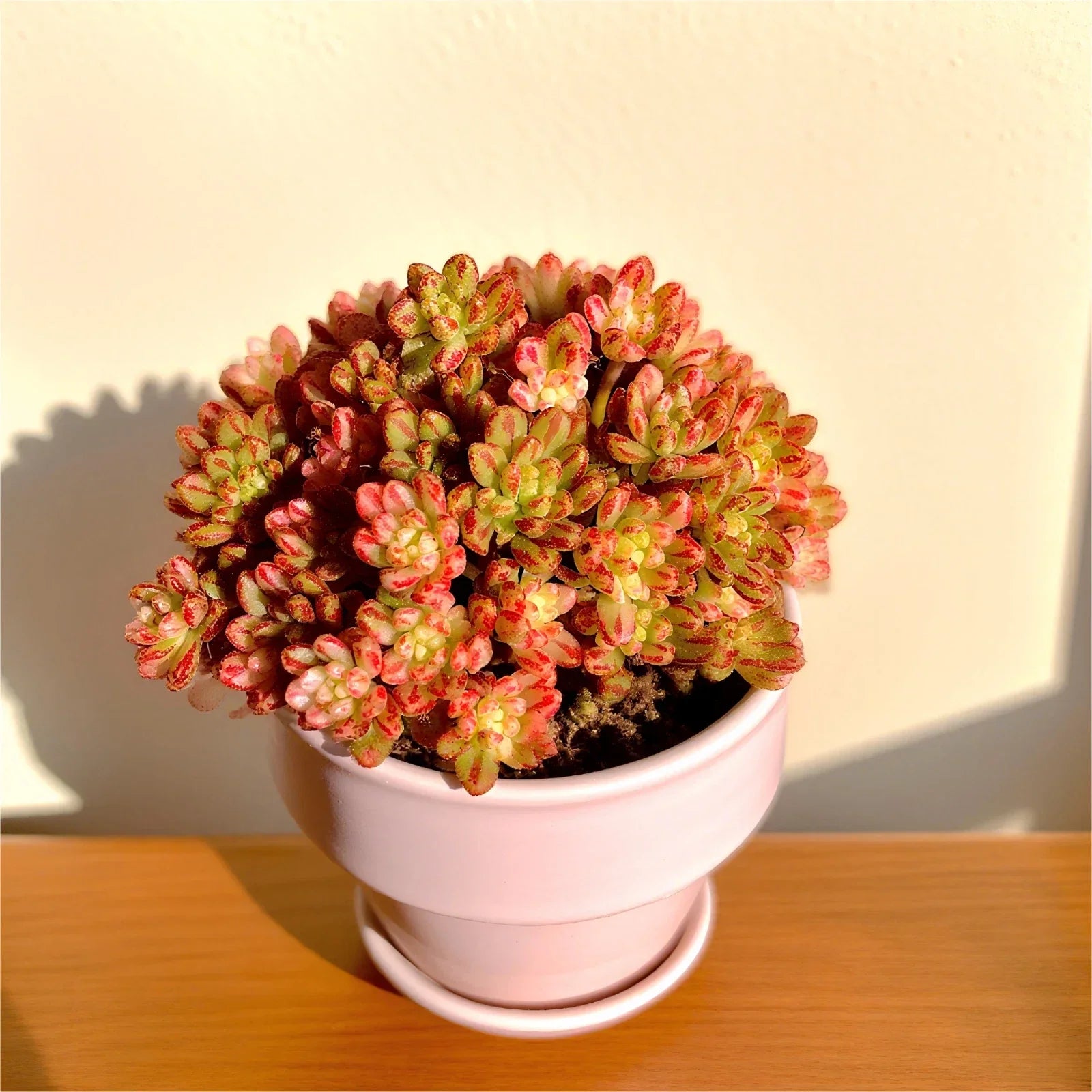 Rare Indoor Succulent Plants 3.2" Bare Root | Easy Care Houseplants for Home Decor | Various Species