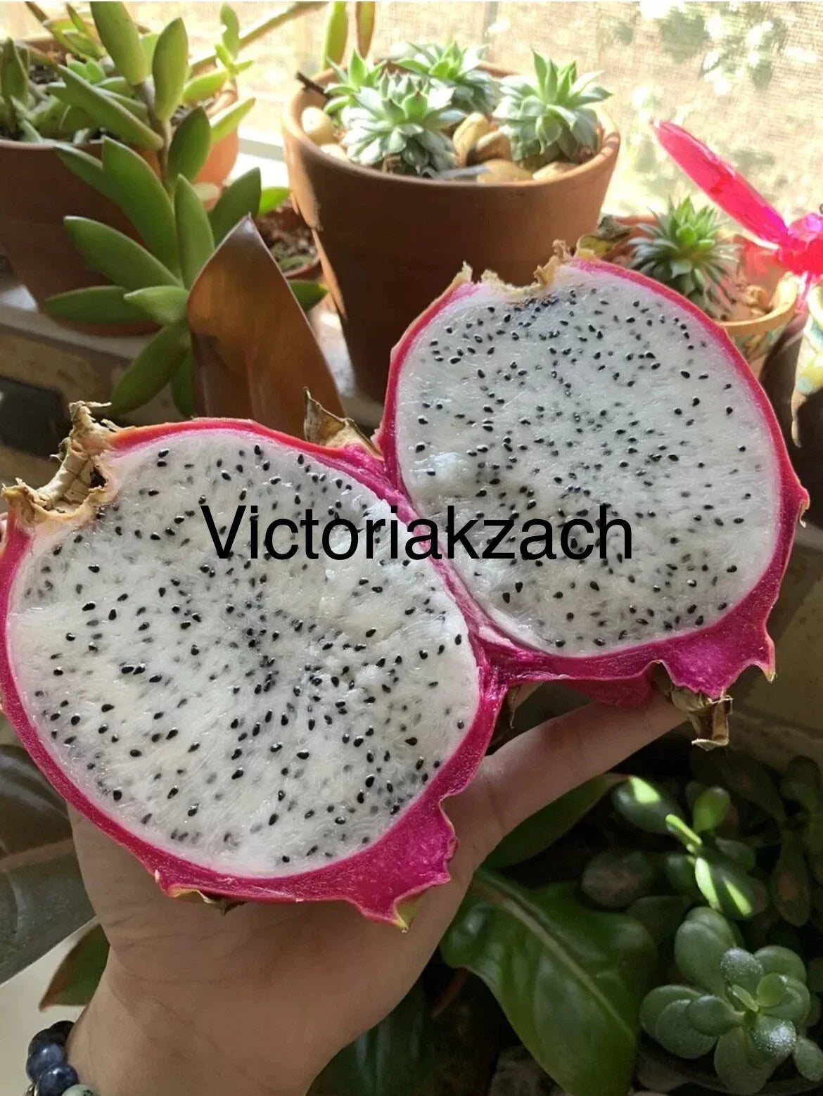 White Dragon Fruit Seeds - Pack of 10 - Pitaya Cactus Edible - Hylocereus Undatus - Grow Your Own Garden