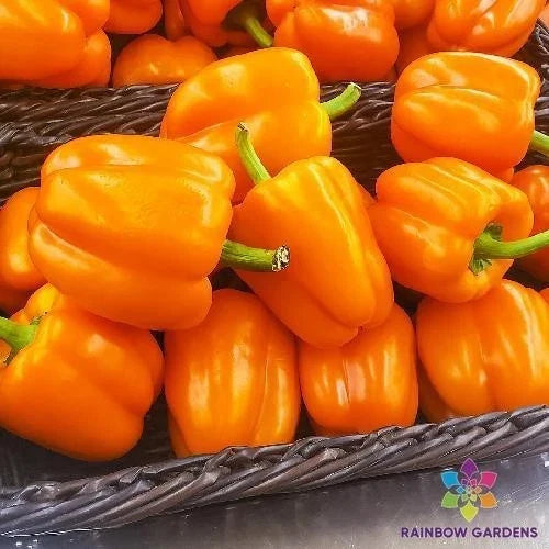Orange King Sweet Pepper Seeds - 25+ Pack - Capsicum annuum - USA Grown - Non-GMO, Perfect for Garden Planting