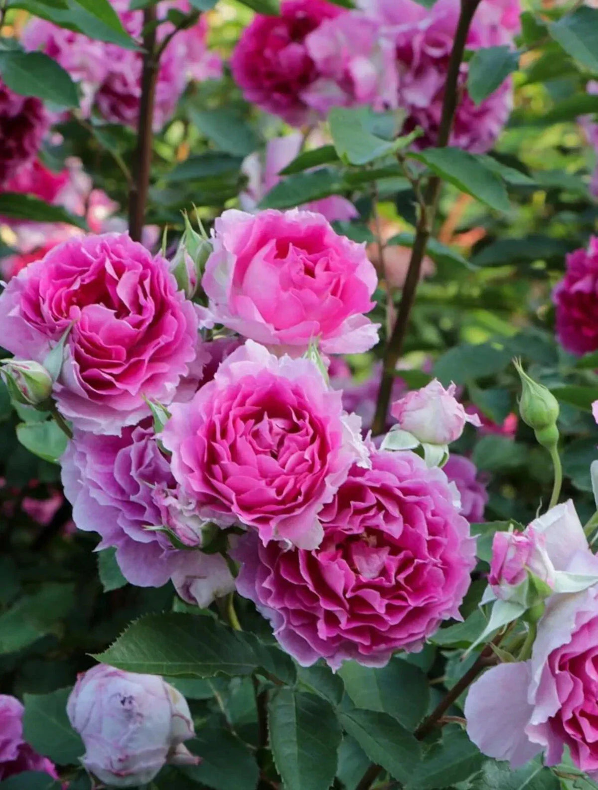 Rare Floribunda Rose Plant 4" Pot, Sheherazad 天方夜谭, Rosa 'Sheherazad', Live Pink and Cream Blooms, Fragrant Garden Rose