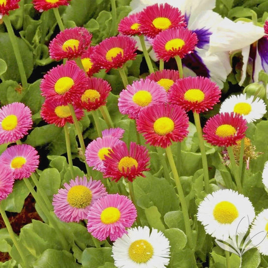 English Daisy Mix Flower Seeds - 401+ Seeds - European Wildflower Groundcover - Bellis perennis