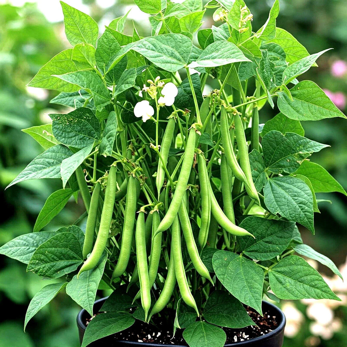 Blue Lake Green Bean Seeds - 75+ Heirloom Non-GMO - Phaseolus vulgaris - Ideal for Garden Planting