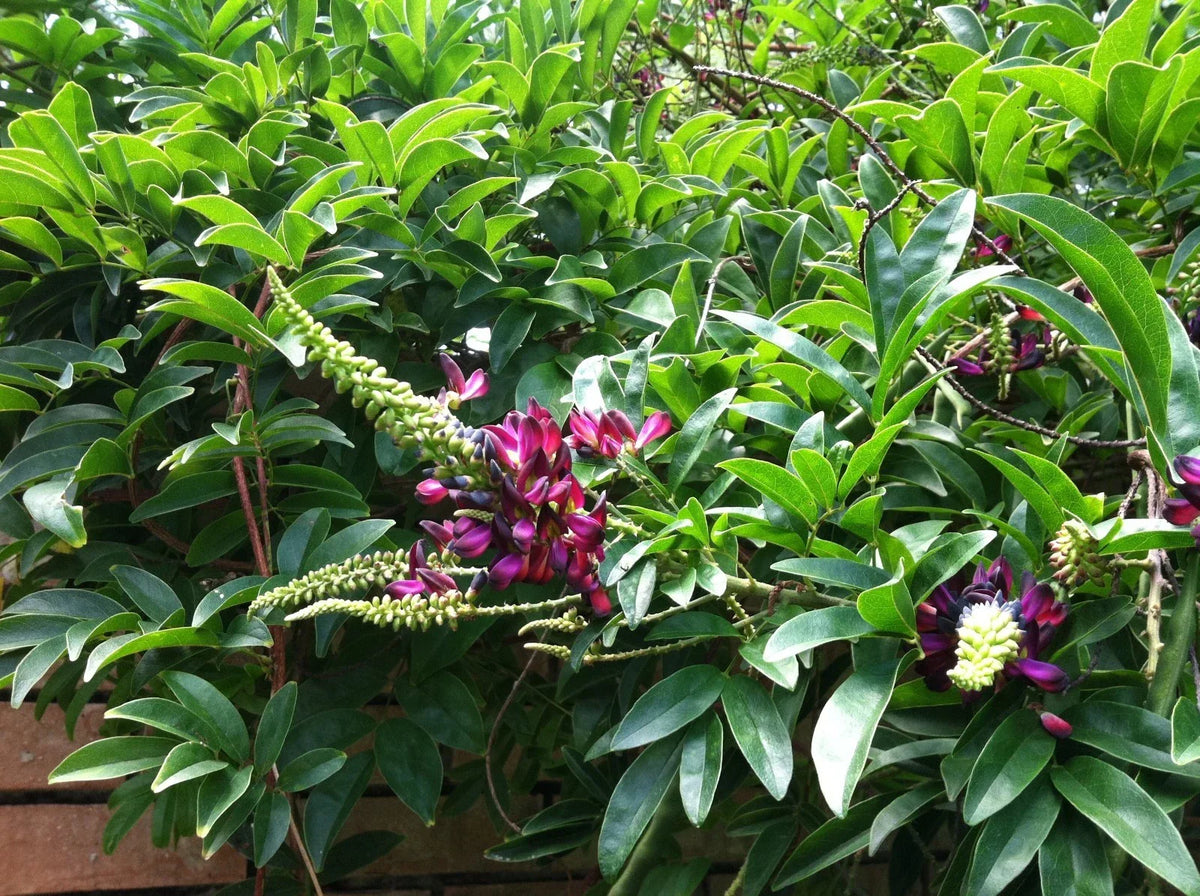 Evergreen Wisteria Seeds - 5 Bright Pink Climbing Vine Perennial Seeds (Wisteria floribunda) for Garden Trellises & Arbors