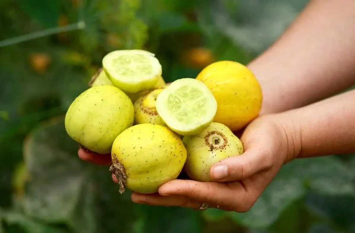 Lemon Cucumber Seeds - 50+ Organic Heirloom, Non-GMO - Cucumis sativus - Rare Variety for Fresh Salads and Pickling