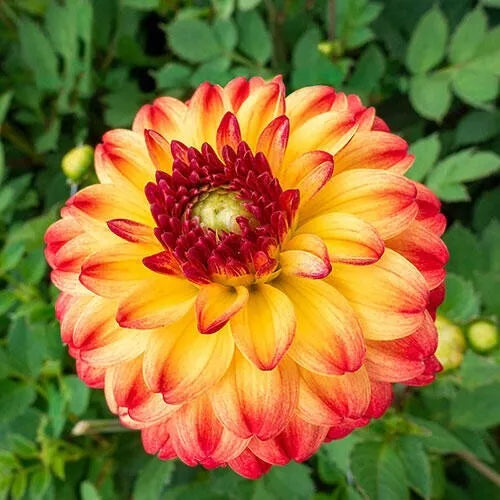 25 Kasagi Dahlia Seeds - Vibrant Perennial Flower Seeds - Dahlia pinnata - Ideal for Gardens and Pollinator Attraction