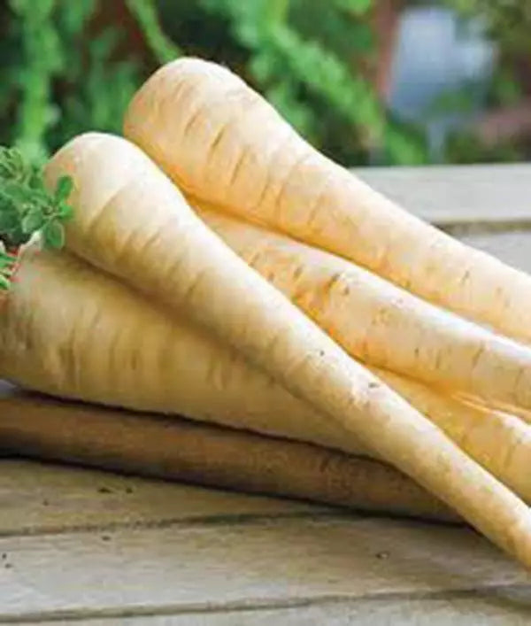 Harris Model Parsnip Seeds, 500 Heirloom Non-GMO Organic Vegetable Seeds, Pastinaca sativa - Sweet & Nutty Flavor