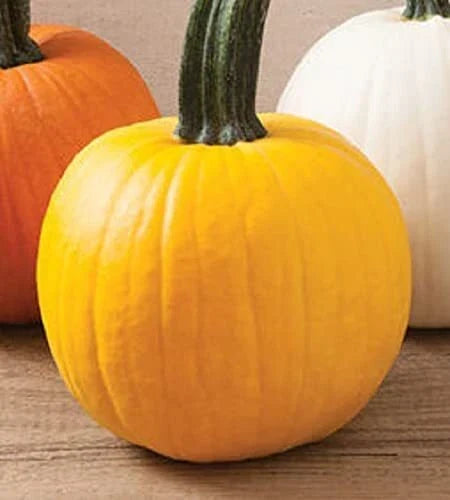 Yellow Pumpkin Seeds | 20 Rare "Sunshine" Seeds | Cucurbita pepo | Vibrant Color for Garden & Cooking