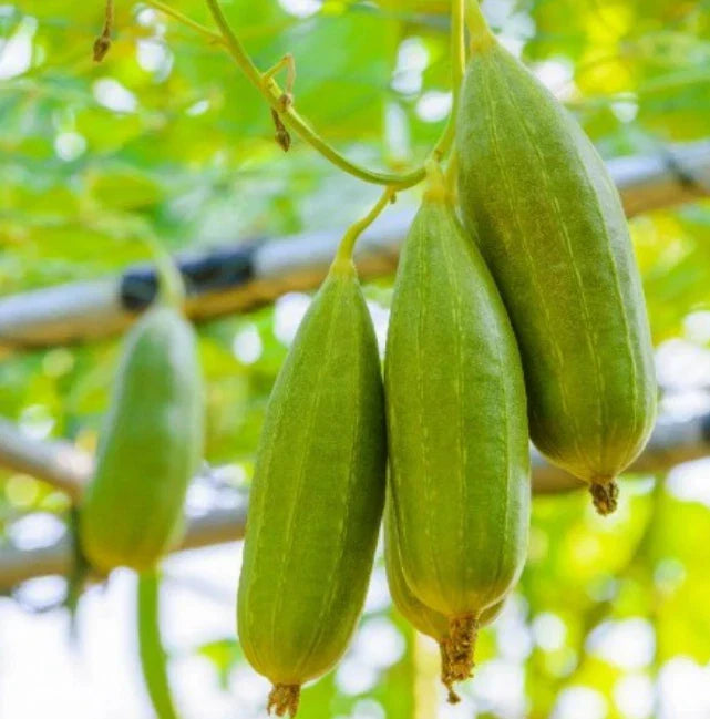 Heirloom Gourd Seeds - 20 Non-GMO Luffa Dishcloth Sponge Seeds - Luffa cylindrica - Eco-Friendly Gardening