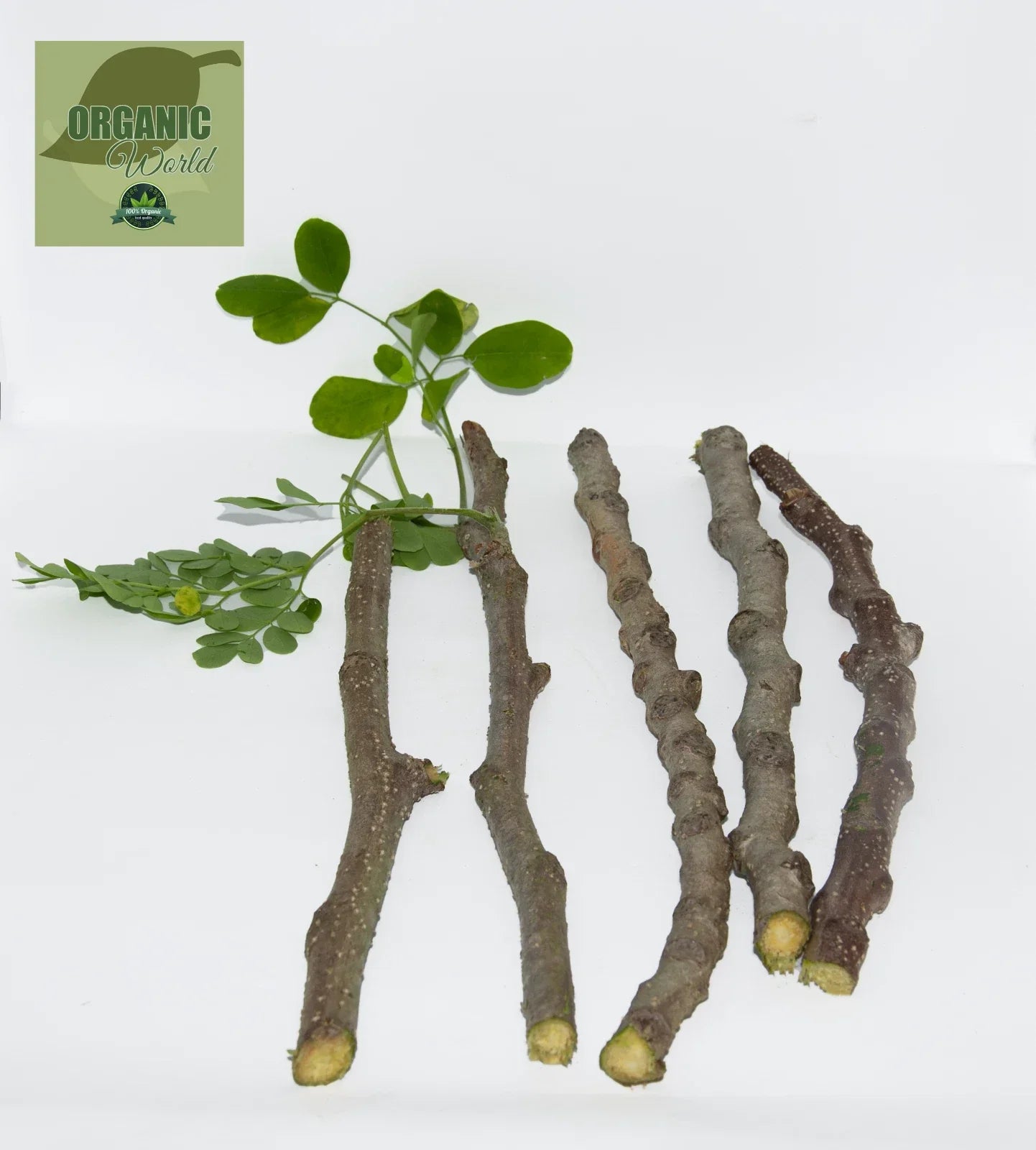 Organic Moringa Cuttings - 5 Pack, Nutrient-Rich Moringa Oleifera, Florida Grown, Easy to Grow
