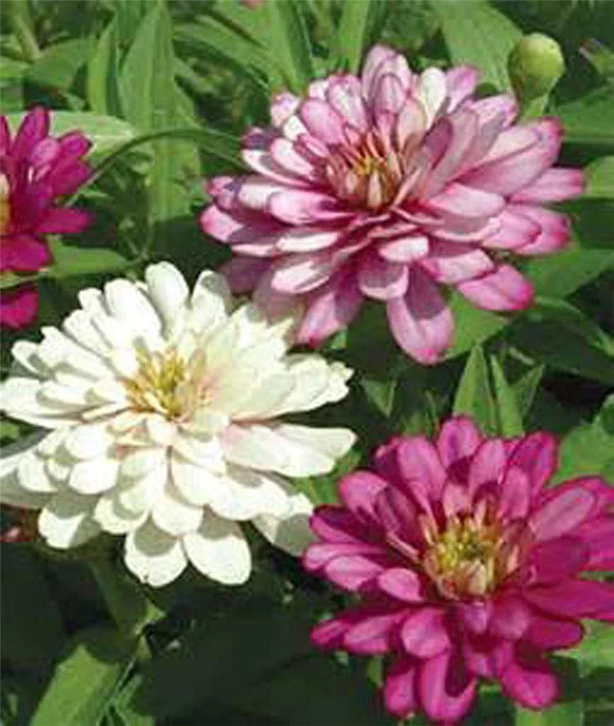 Zinnia Seeds - 100+ Pack - Exquisite Bright Colors - Zinnia elegans - Easy to Grow Annual Flowers for Garden & Pollinators