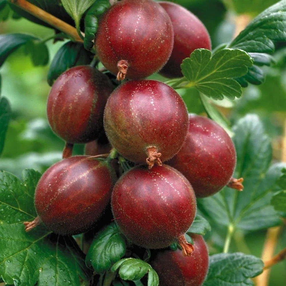Hinnonmaki Red Gooseberry Starter Plant - Ribes uva-crispa - Tart Superfood Berry for Zones 3-8 - Compact Growth