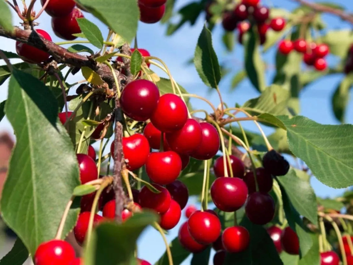 Live Wild Black Cherry Tree 2yo Edible Fruit Prunus serotina Fresh Dug Plant for Garden & Landscape
