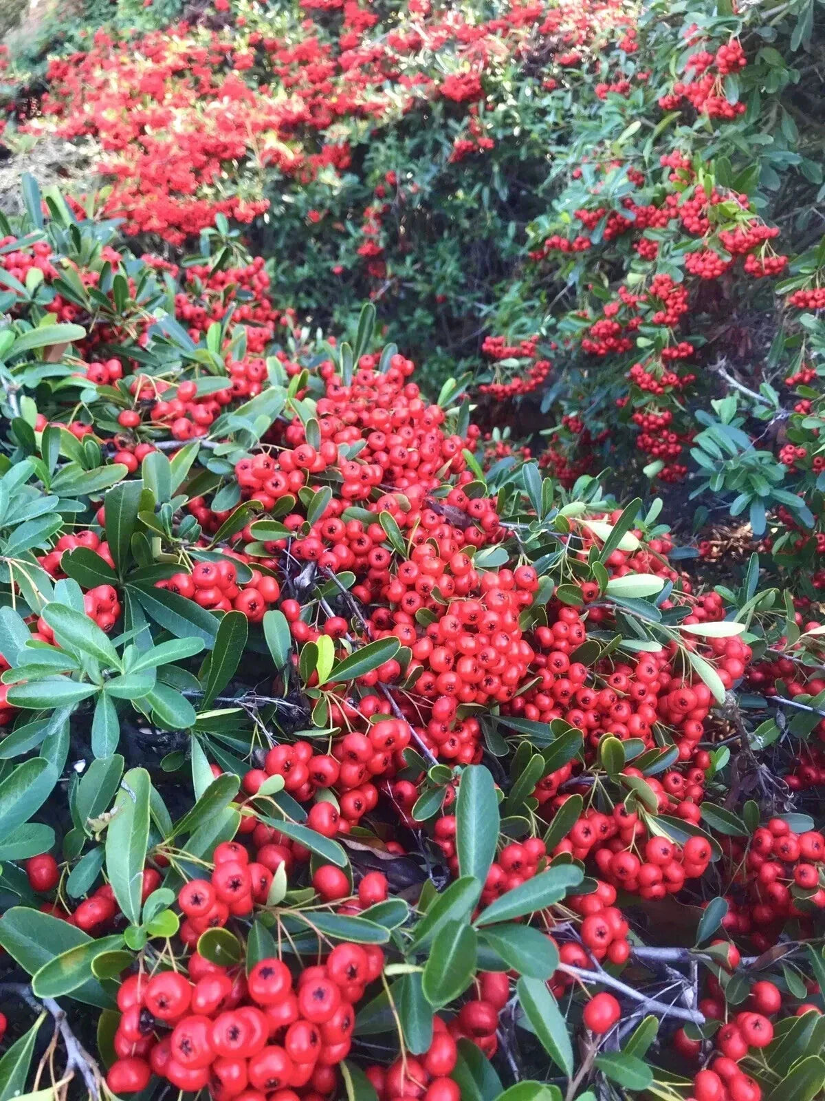 Pyracantha Seeds - 50 Count - Firethorn Variety - Pyracantha coccinea - USA Grown 2025 - Vibrant Berries for Garden Wildlife
