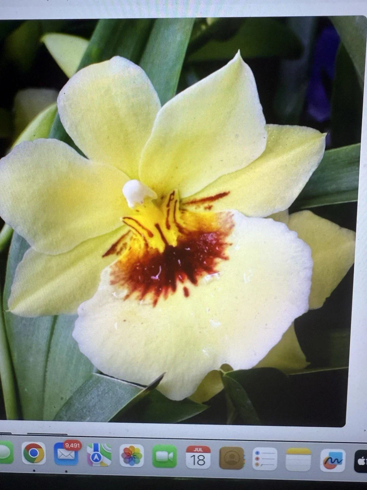 Orchid Plant - Rooted Bulb - Miltoniopsis Hawaiian Punch - Miltoniopsis hybrid - Indoor/Outdoor Garden - Vibrant Blooms