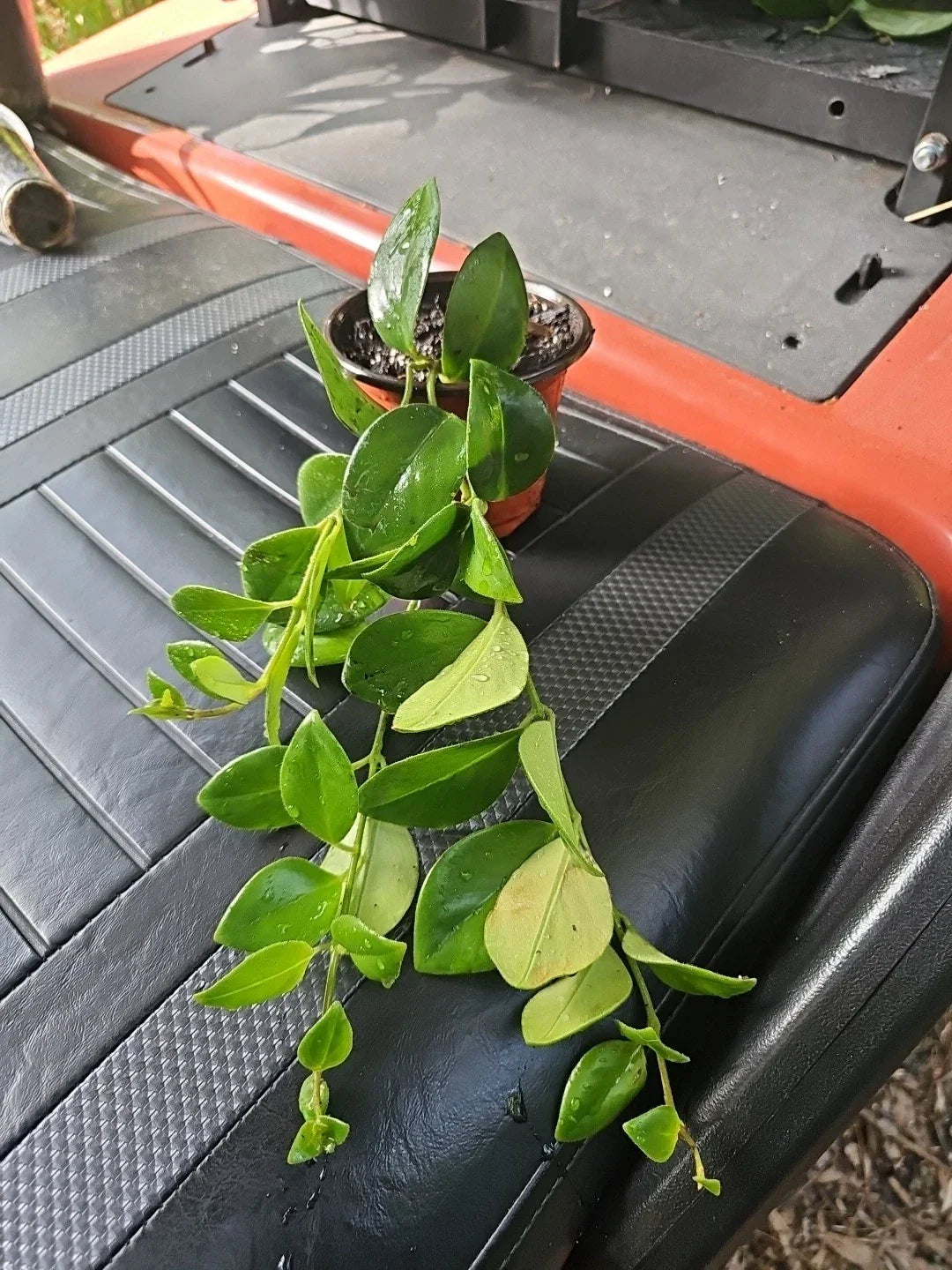 Lipstick Plant 4" Pot Aeschynanthus obconicus 'Mona Lisa' Trailing Houseplant Easy Care Indoor Greenery