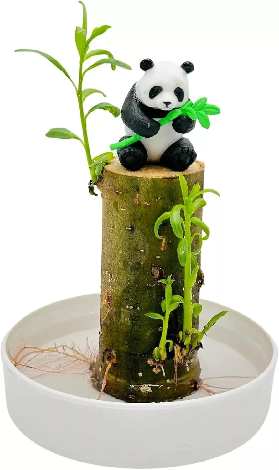 Lucky Bamboo Desk Planter with Panda - Dracaena sanderiana - Thick Trunk Brazil Willow - Indoor Office Plant Decor