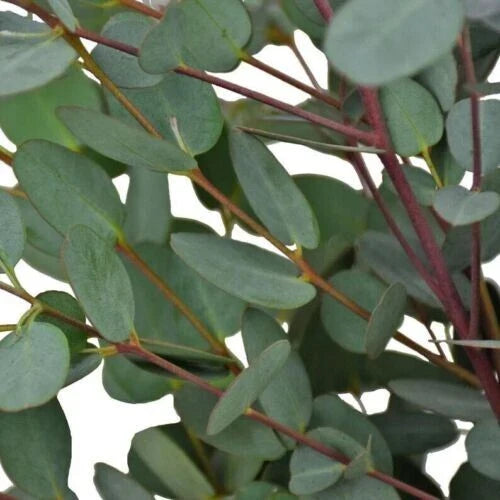 Moon Lagoon Eucalyptus Seeds - 50 Perennial Seeds - Eucalyptus cinerea - Attract Pollinators - US Seller