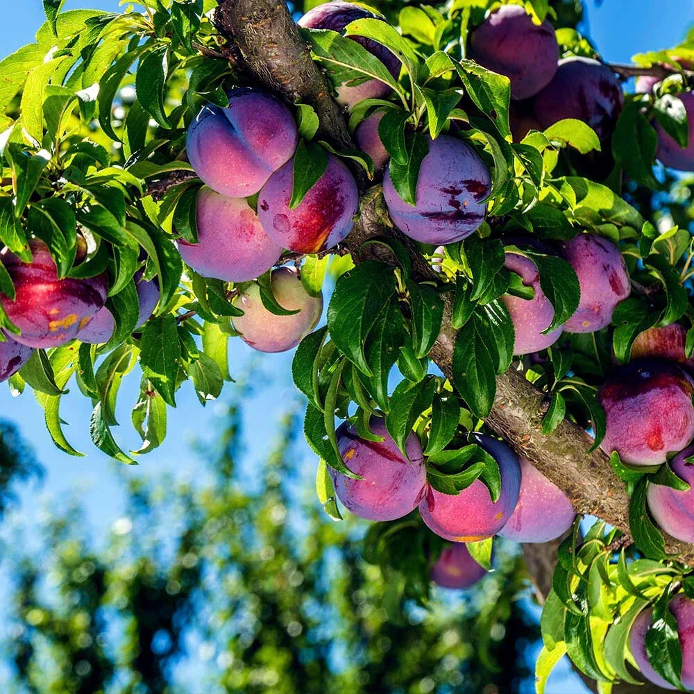 American Plum Tree Seeds - Hardy Prunus americana - Ideal for Zone 3 Gardening - Fast Fruit Flower Plant