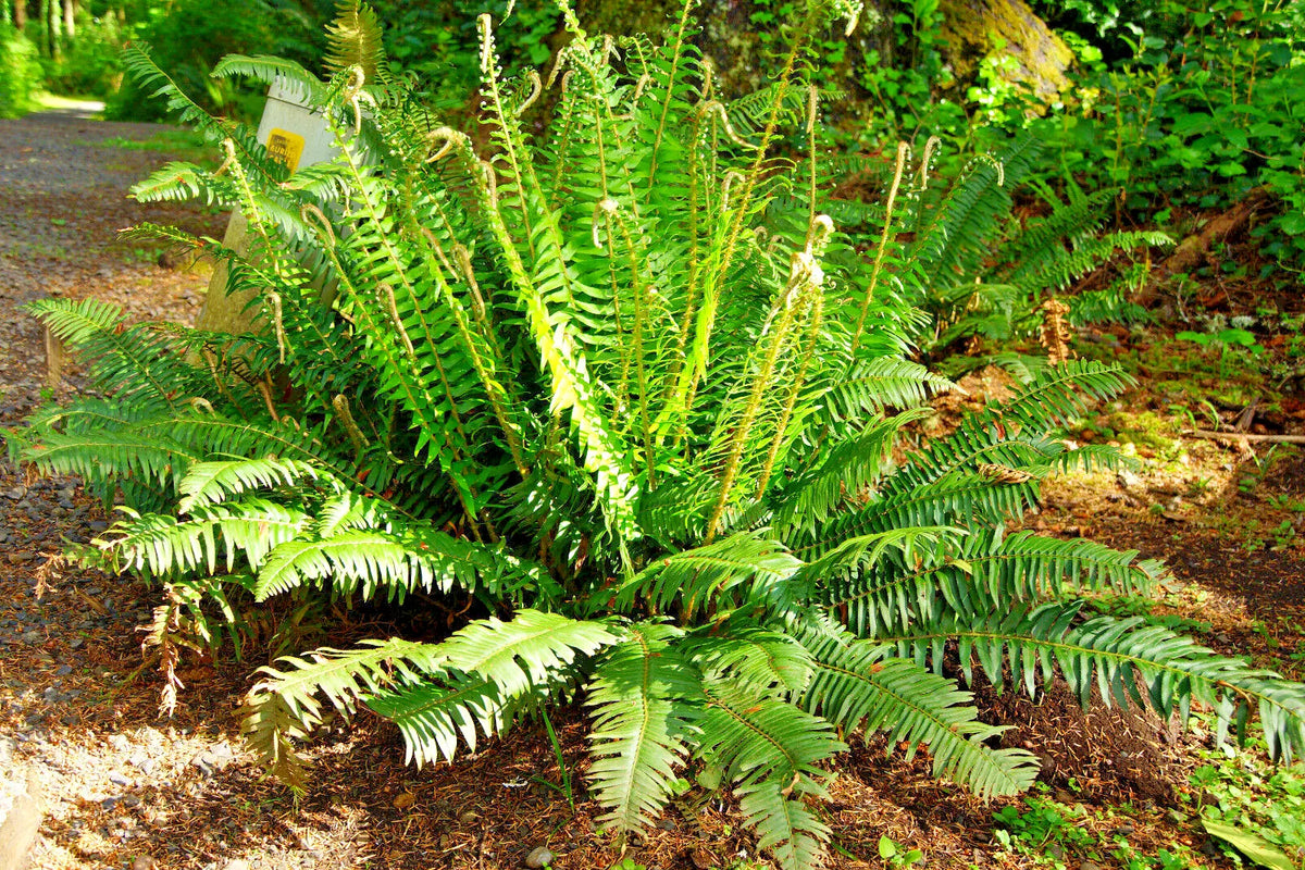 Western Sword Fern Spores 2000 Count, Hardy to -4°F, Lush Green Foliage, Polystichum munitum for Gardening and Landscaping