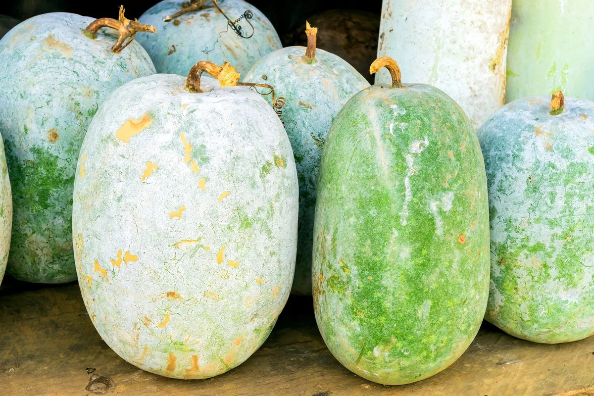Giant Wax Gourd Seeds - 10 Pack for Planting - Cucurbita maxima - High-Quality Seeds for Home Gardeners - Ships from Iowa, USA