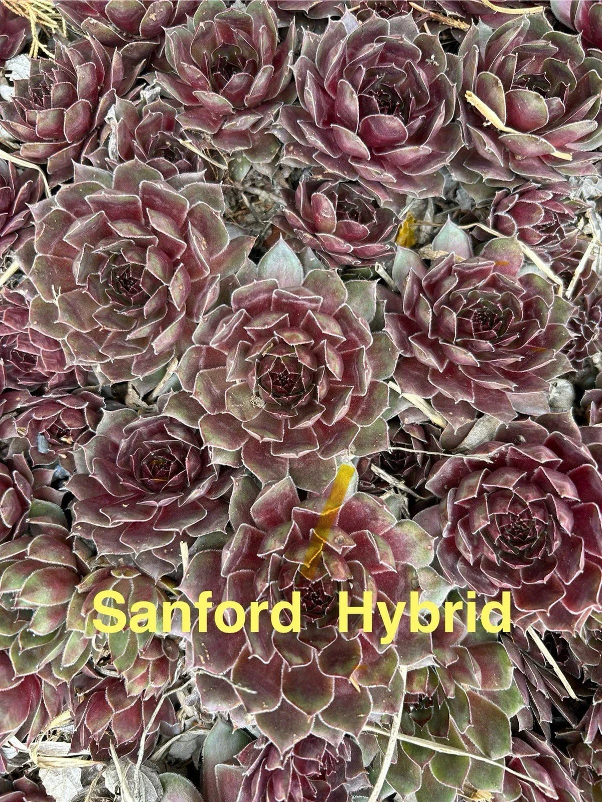 15 Live Hens and Chicks Succulents - Sanford Hybrid Sempervivum - Hardy Perennials for Zones 4-8, Ideal for Pots and Gardens