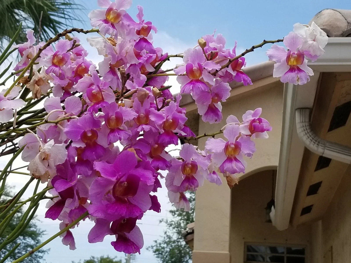 Miss Joaquim 'Douglas' Cuttings 5"-8" Easy to Grow Orchid Hybrid (Vanda Miss Joaquim) with Roots for Indoor/Outdoor Gardening