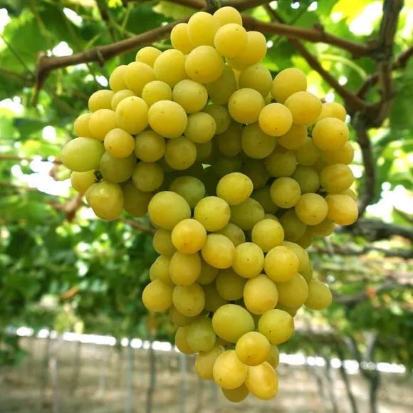 Cotton Candy Grape Seeds - 12 Pack - Sweet Flavorful Grapes - Vitis vinifera - Non-GMO - USA 2025