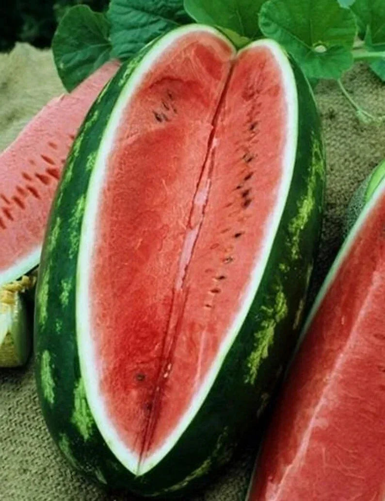Congo Watermelon Seeds - 40 Organic Non-GMO Seeds - Citrullus lanatus - USA Grown for Home Gardening