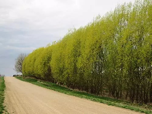 Hybrid Willow Cuttings - 5 Foot Tall - Salix × sepulcralis - Two Huge Rooted Cuttings for Privacy and Windbreak