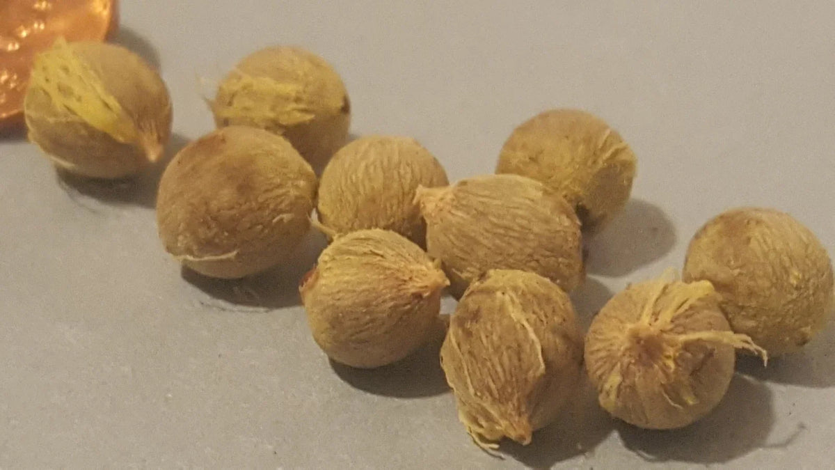 Jerusalem Palm Tree Seeds - 24 Pack - Date Palm - Phoenix dactylifera - Tropical Indoor/Outdoor Plant Seeds