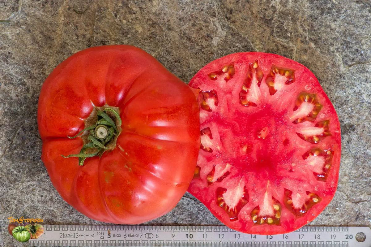 Tomato Seeds - 40+ Count Box Car Willie - Indeterminate Variety - Solanum lycopersicum - Non-GMO, Slicing Tomatoes
