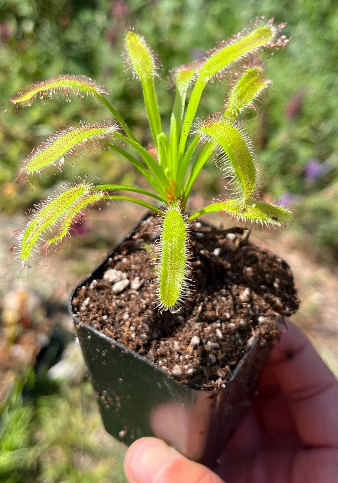 Potted Sundew Plant - Drosera x Hercules - Easy to Grow Carnivorous Plant for Home Garden - Exotic Insect Trap